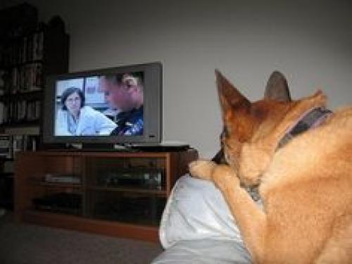 Dog TV